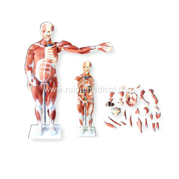 80CM HUMAN MUSCLE MODEL MALE (27PARTS )